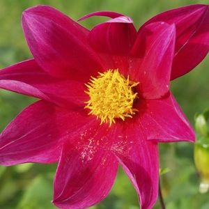 Meet your Posher, Kenneth